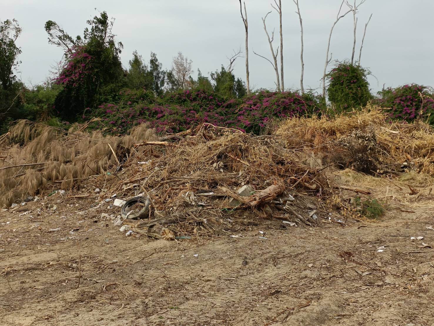 光華園基地整地破壞水獺棲息地  觀光處提說明