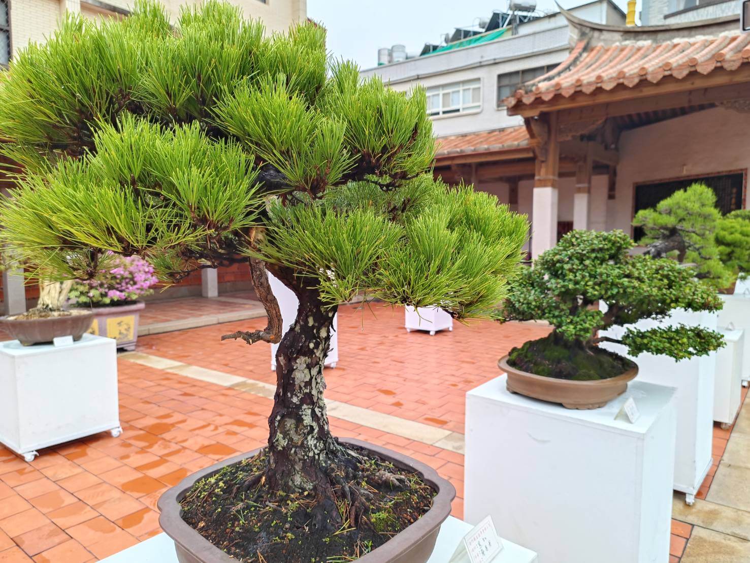 樹藝風華 金門「金風盆藝展」浯江書院開展 樹藝風華 金門「金風盆藝展」浯江書院開展