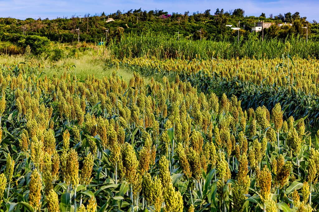 療癒必追！《不如海邊吹吹風》帶你沉浸金門美景！