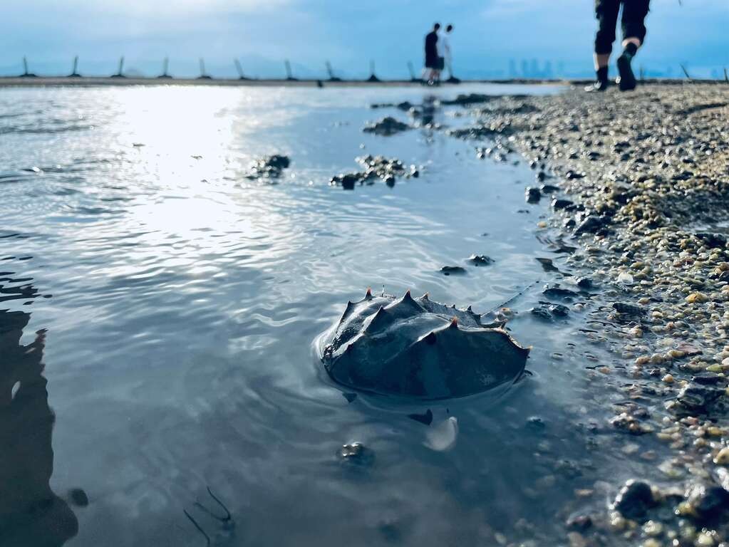 療癒必追！《不如海邊吹吹風》帶你沉浸金門美景！