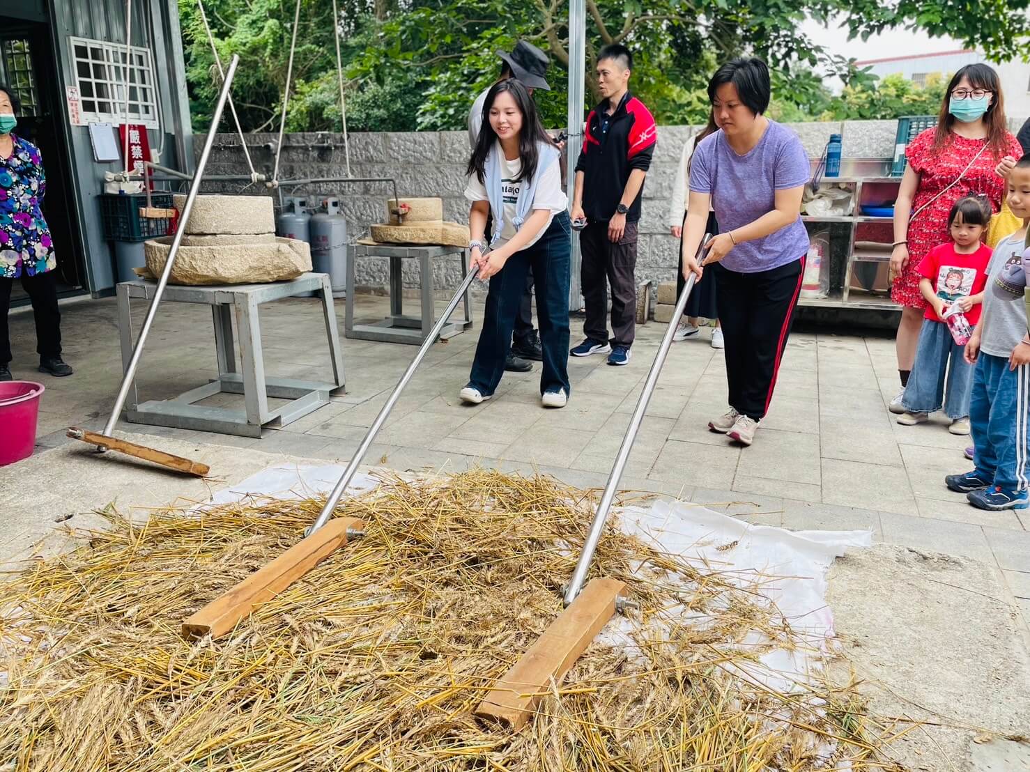 金門官澳遊四季 澳麥的神奇魔法,感受金色麥浪魅力 金門官澳遊四季 澳麥的神奇魔法,感受金色麥浪魅力