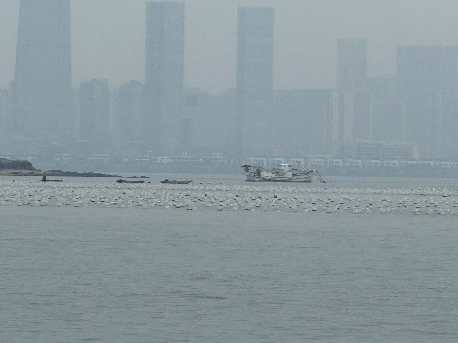金門非法牡蠣養殖區擴大 海巡單位全程戒護監管 金門非法牡蠣養殖區擴大 海巡單位全程戒護監管
