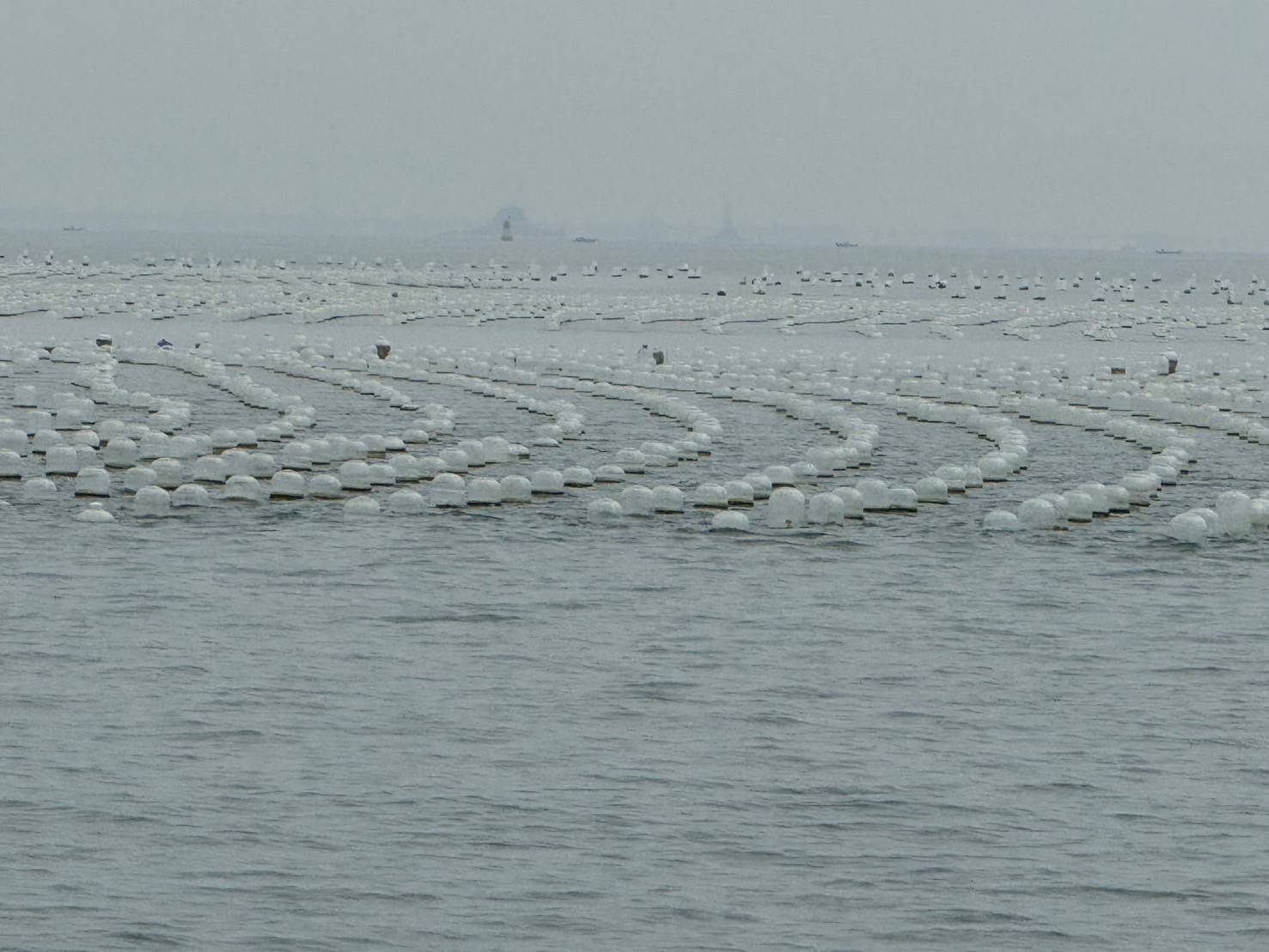 金門非法牡蠣養殖區擴大 海巡單位全程戒護監管 金門非法牡蠣養殖區擴大 海巡單位全程戒護監管