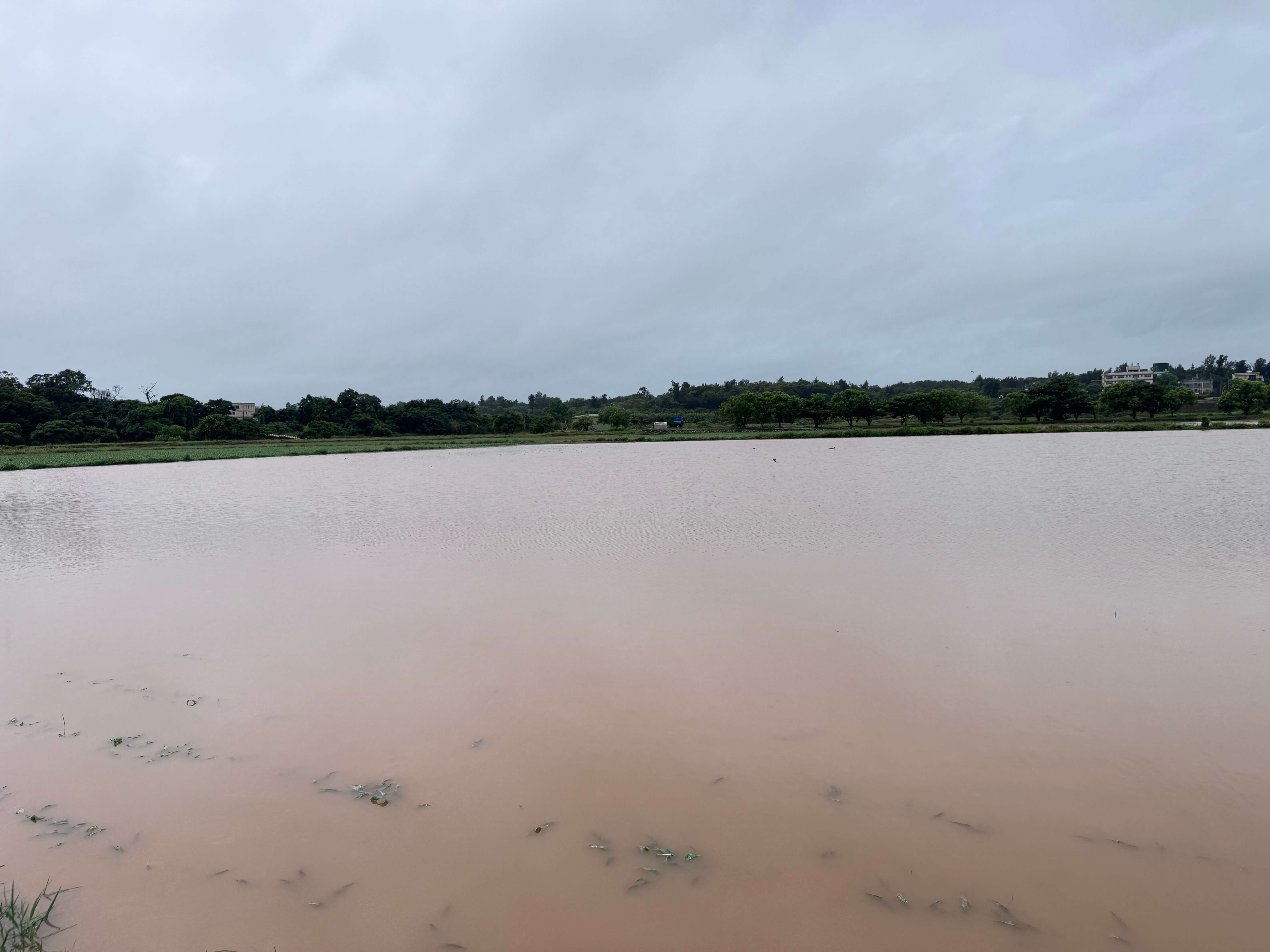 金門大雷雨毀金門高粱田500公頃損失慘重 金門大雷雨毀金門高粱田500公頃損失慘重