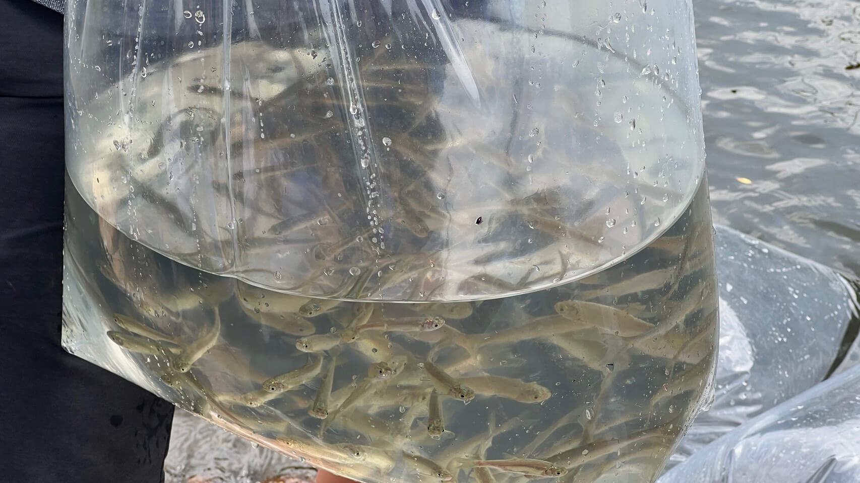 金門珍稀原生魚類復育有成　縣府辦理大鱗梅氏鯿野放活動