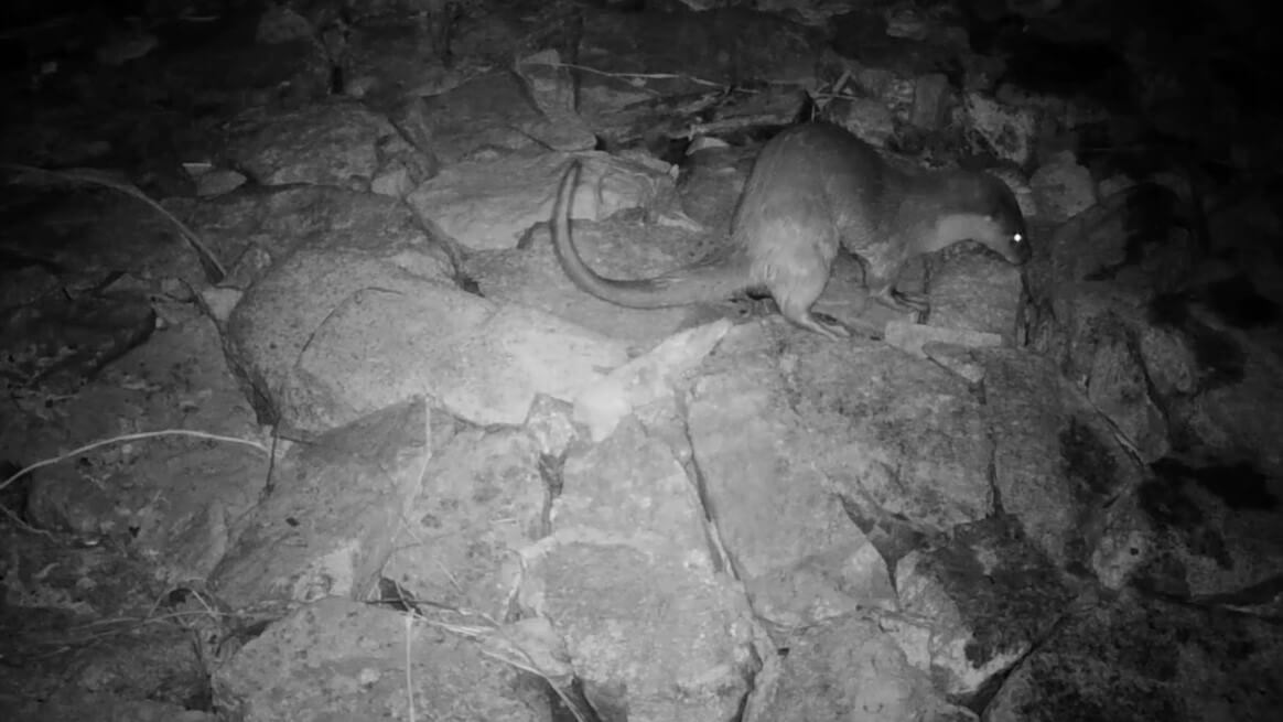 115 年金門友善水獺生態服務給付開跑！即日起受理申請