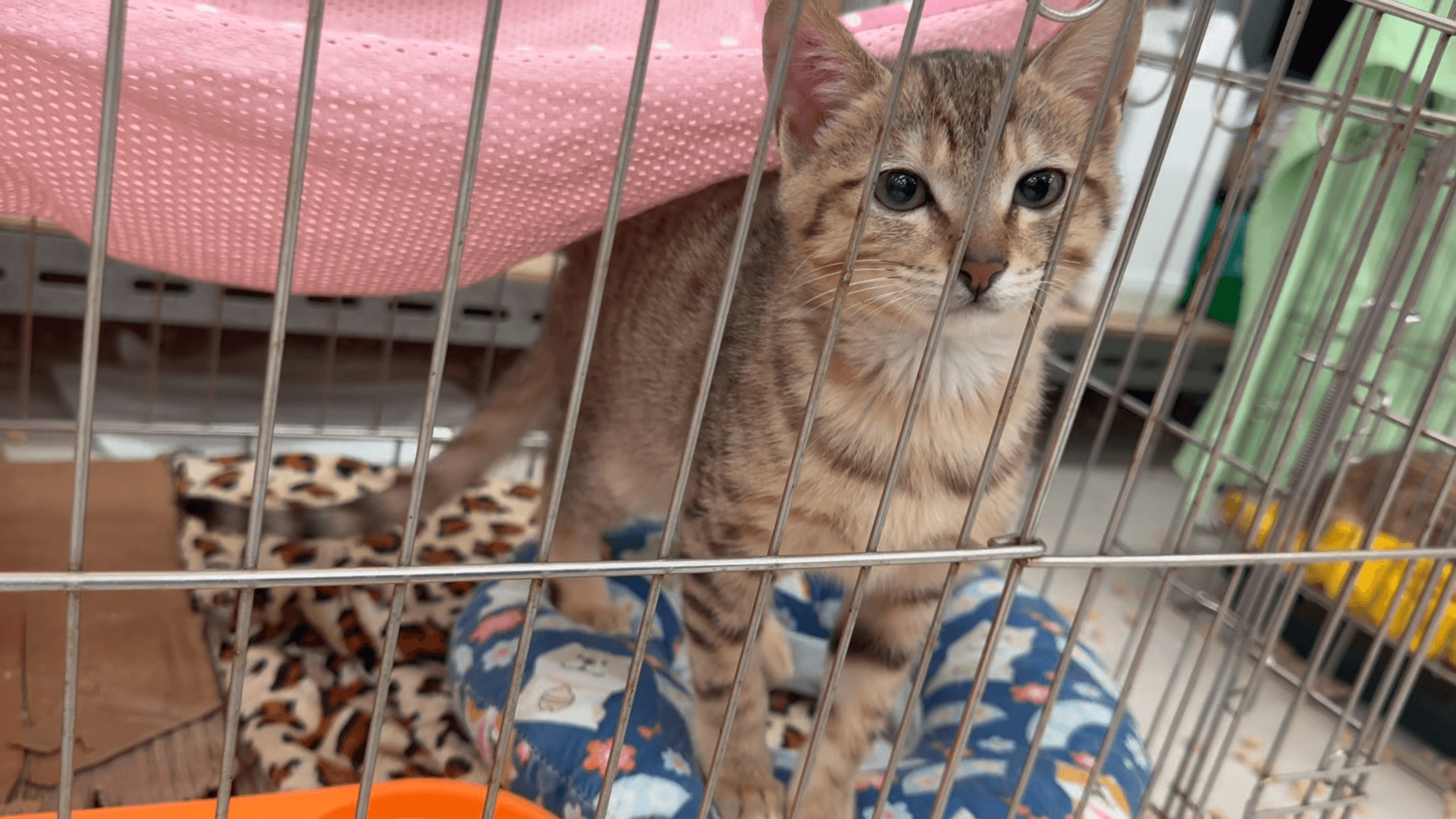 守護毛孩不走失　家貓115年起應全面植入晶片