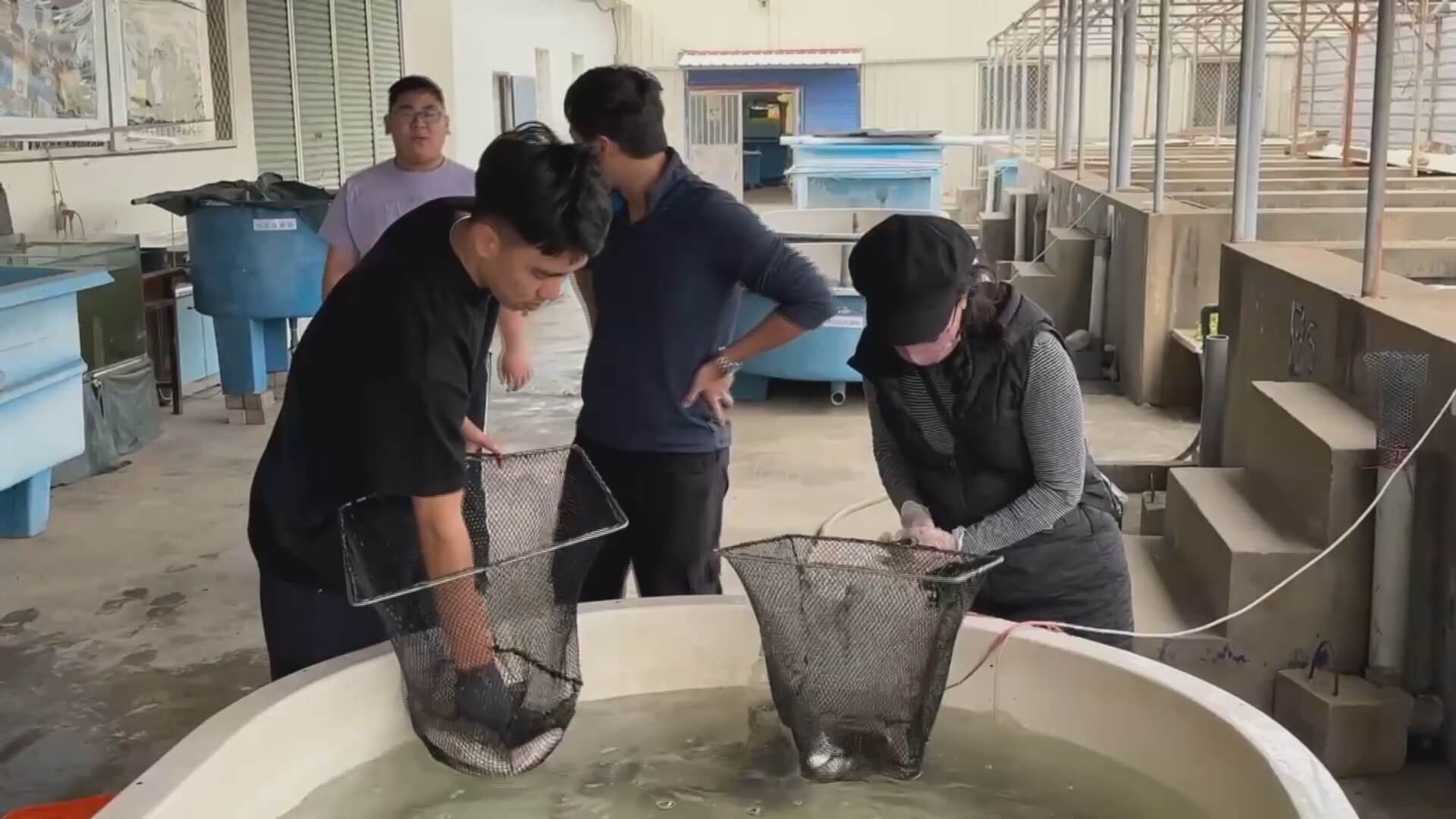 尚青ㄟ鱸魚現撈最對味　金門農工開賣10分鐘600尾被掃光