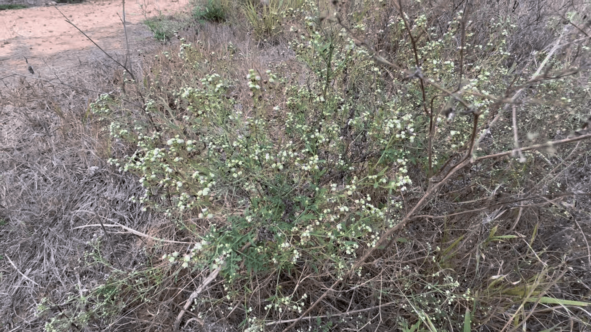 金門全面動員清除銀膠菊 公私協力守護珍貴生態環境 金門全面動員清除銀膠菊 公私協力守護珍貴生態環境