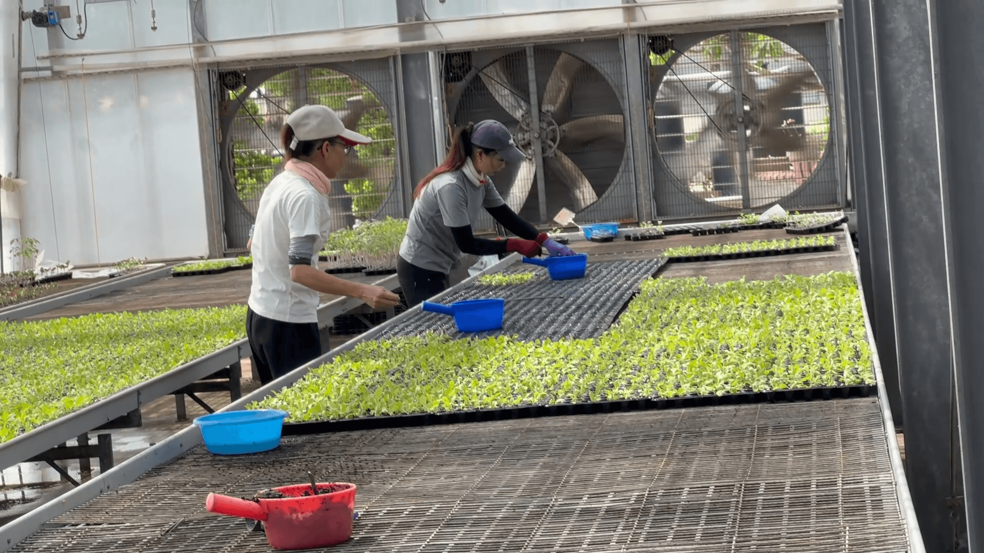 為推動果樹綠化 農試所10種果樹種苗廣推民眾種植