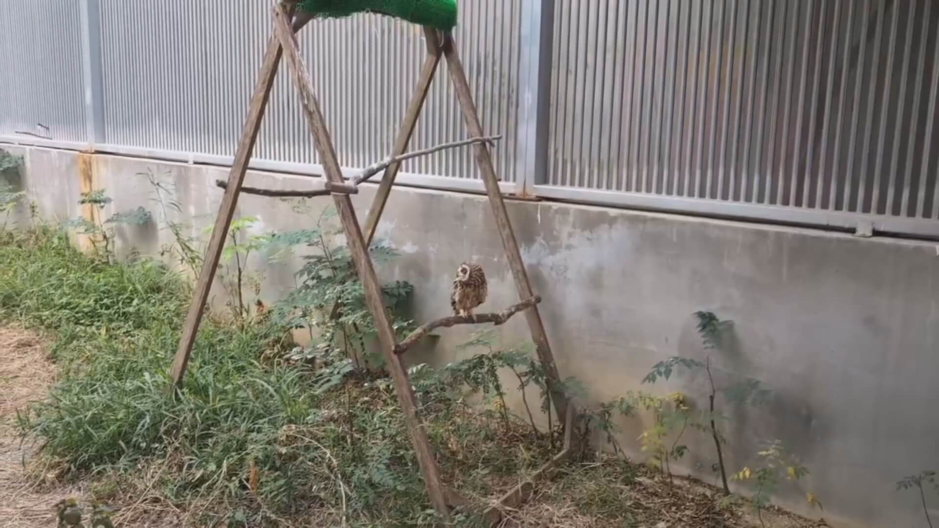 從救傷到追蹤-金門國家公園深化猛禽保育工作