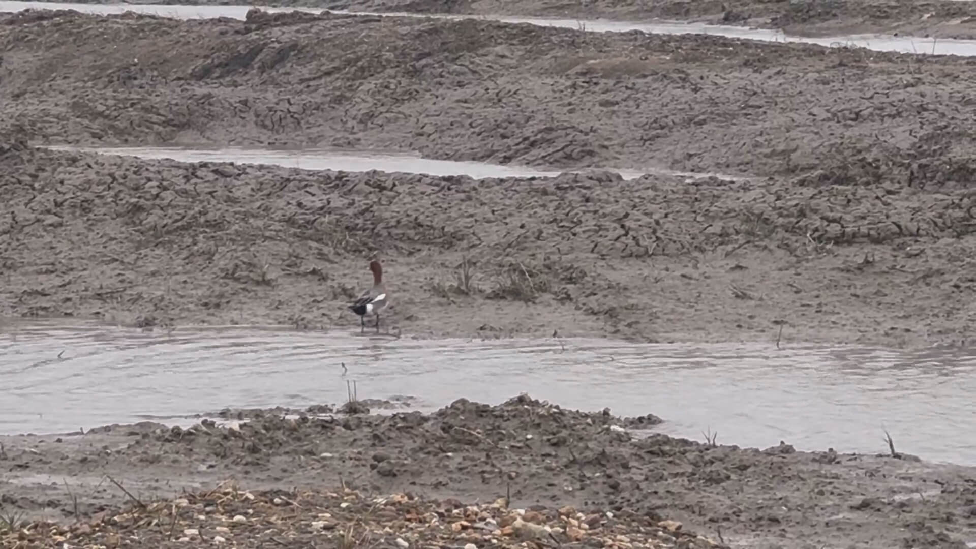 浯江溪口護花米草移除初見成效 持續守護濕地生態