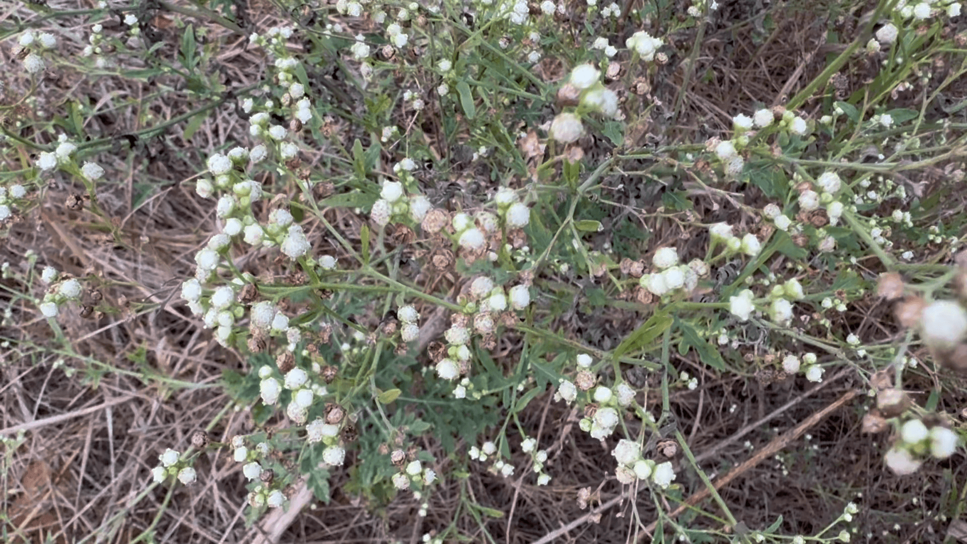 金門強力清除銀膠菊　全民動員守護生態環境
