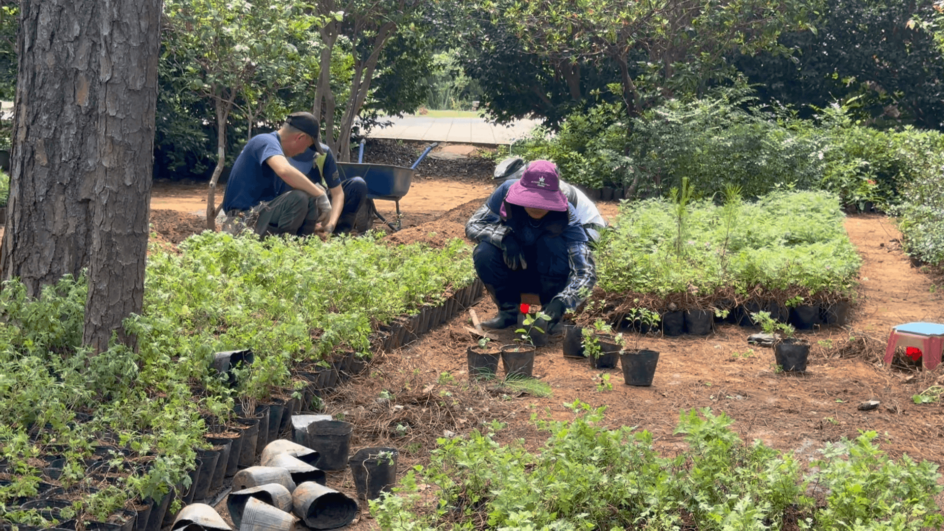 中山林苗圃深耕原生復育　打造金門生態綠網