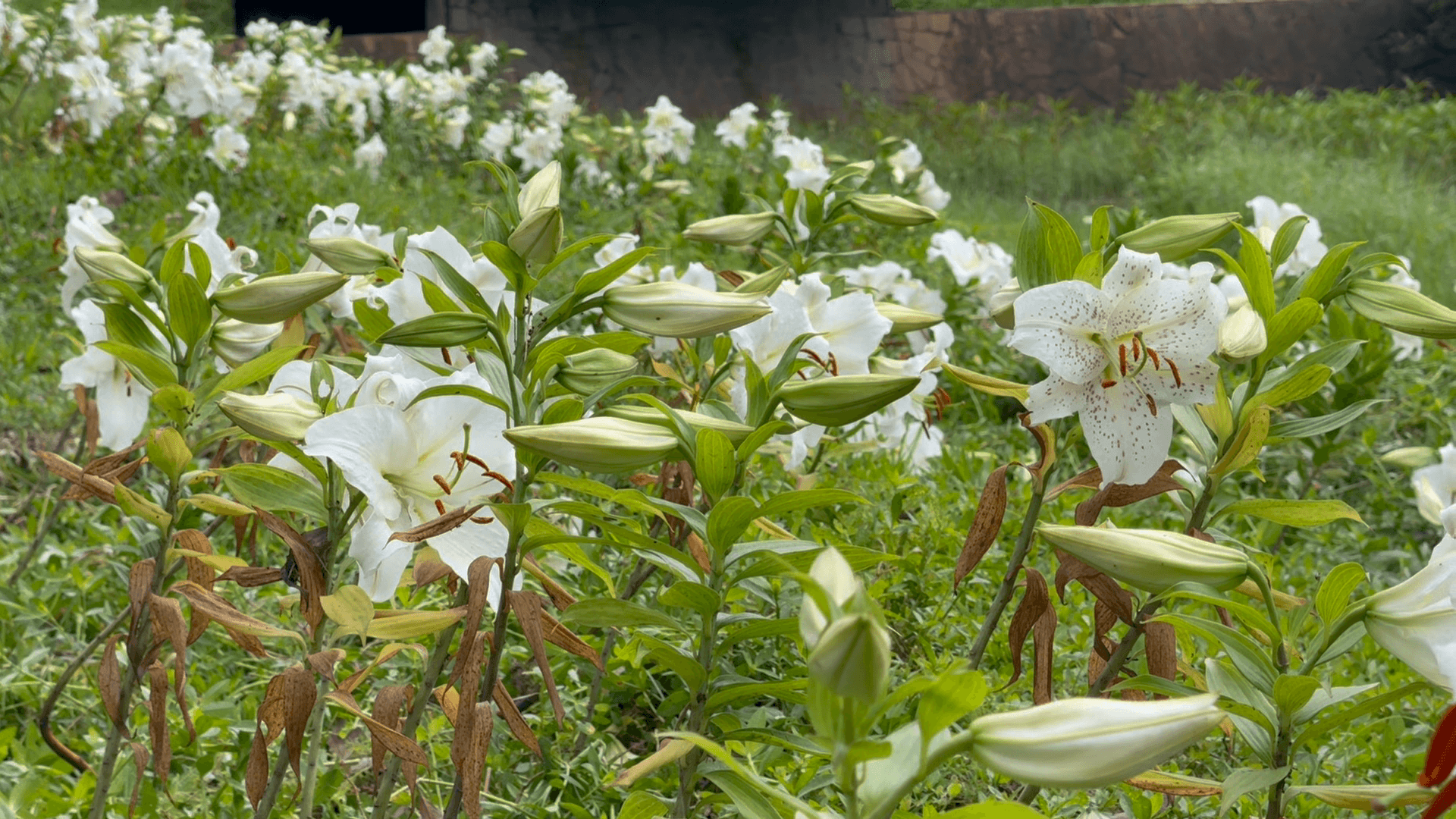 勞動節休館公告　植物園邀民眾把握花期賞鐵砲百合
