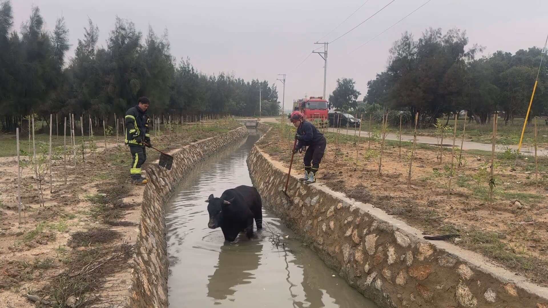 金門600公斤黑牛跌落水溝 4小時救援成功脫困 金門600公斤黑牛跌落水溝 4小時救援成功脫困