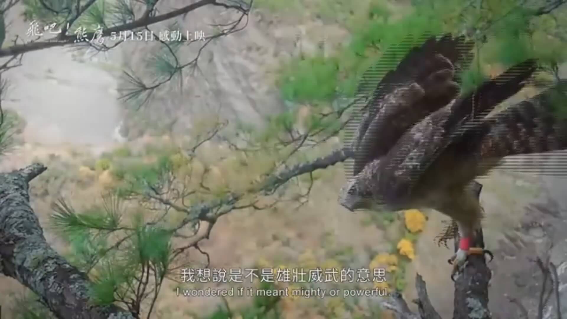 金管處包場《飛吧!熊鷹》 生態紀錄片感動350位民眾 金管處包場《飛吧!熊鷹》 生態紀錄片感動350位民眾