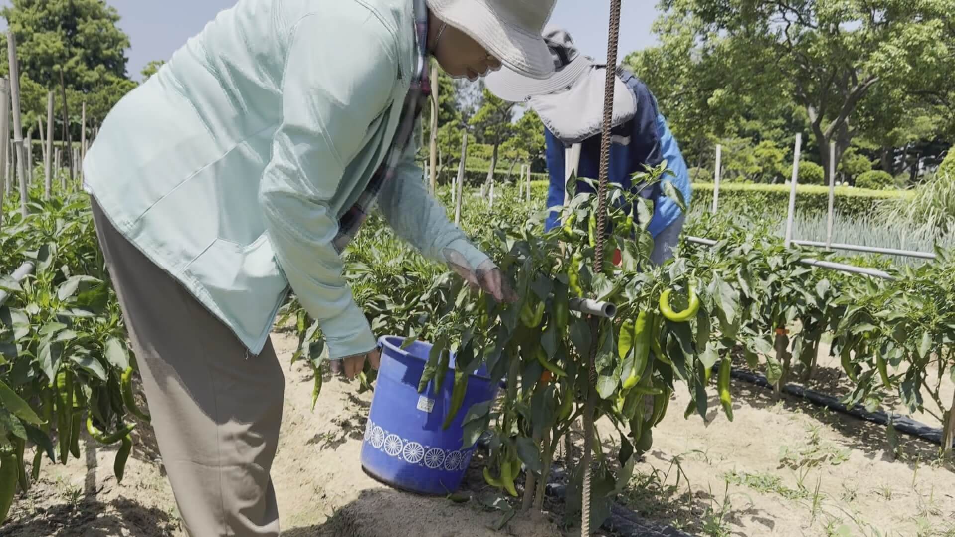 親子手作剝皮辣椒　農試所邀體驗食農教育