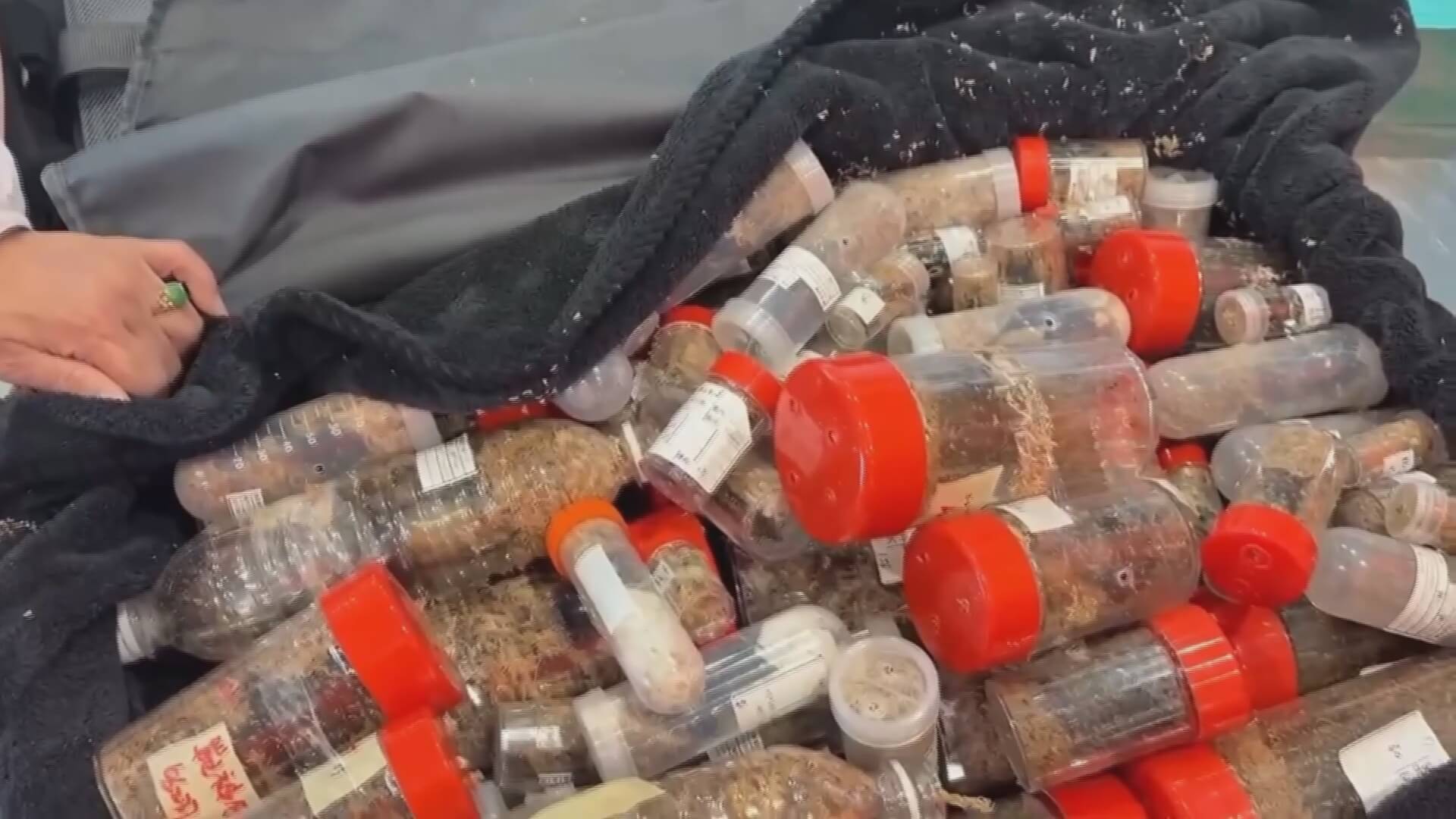 小三通旅客夾藏83隻活體甲蟲闖關 小三通旅客夾藏83隻活體甲蟲闖關