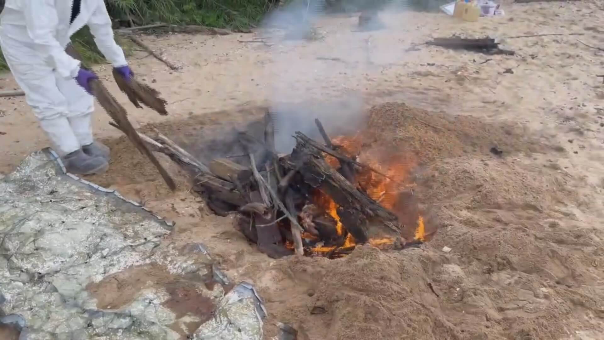 烏沙角海漂死豬驗出非洲豬瘟 金門豬肉製品暫停輸台 烏沙角海漂死豬驗出非洲豬瘟 金門豬肉製品暫停輸台