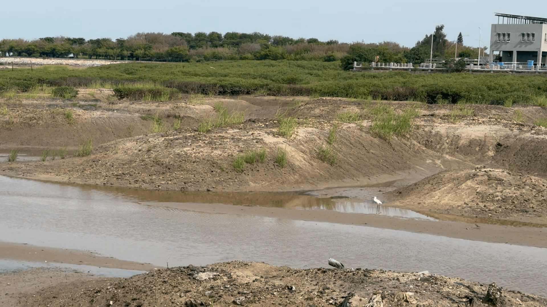 浯江出海口互花米草剛移除又冒新芽 浯江出海口互花米草剛移除又冒新芽