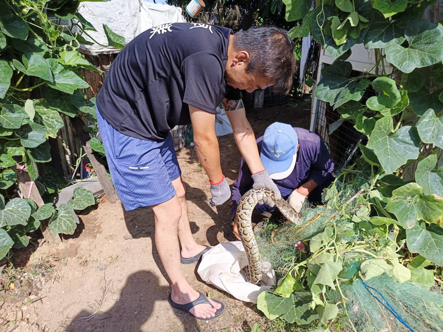 金門蟒蛇氾濫 一個月4條巨蟒入侵雞舍.民眾嚇破膽