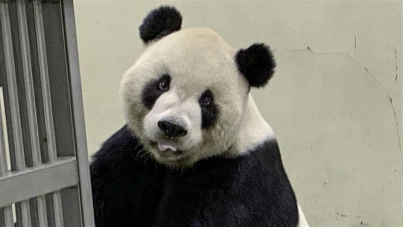 熊貓