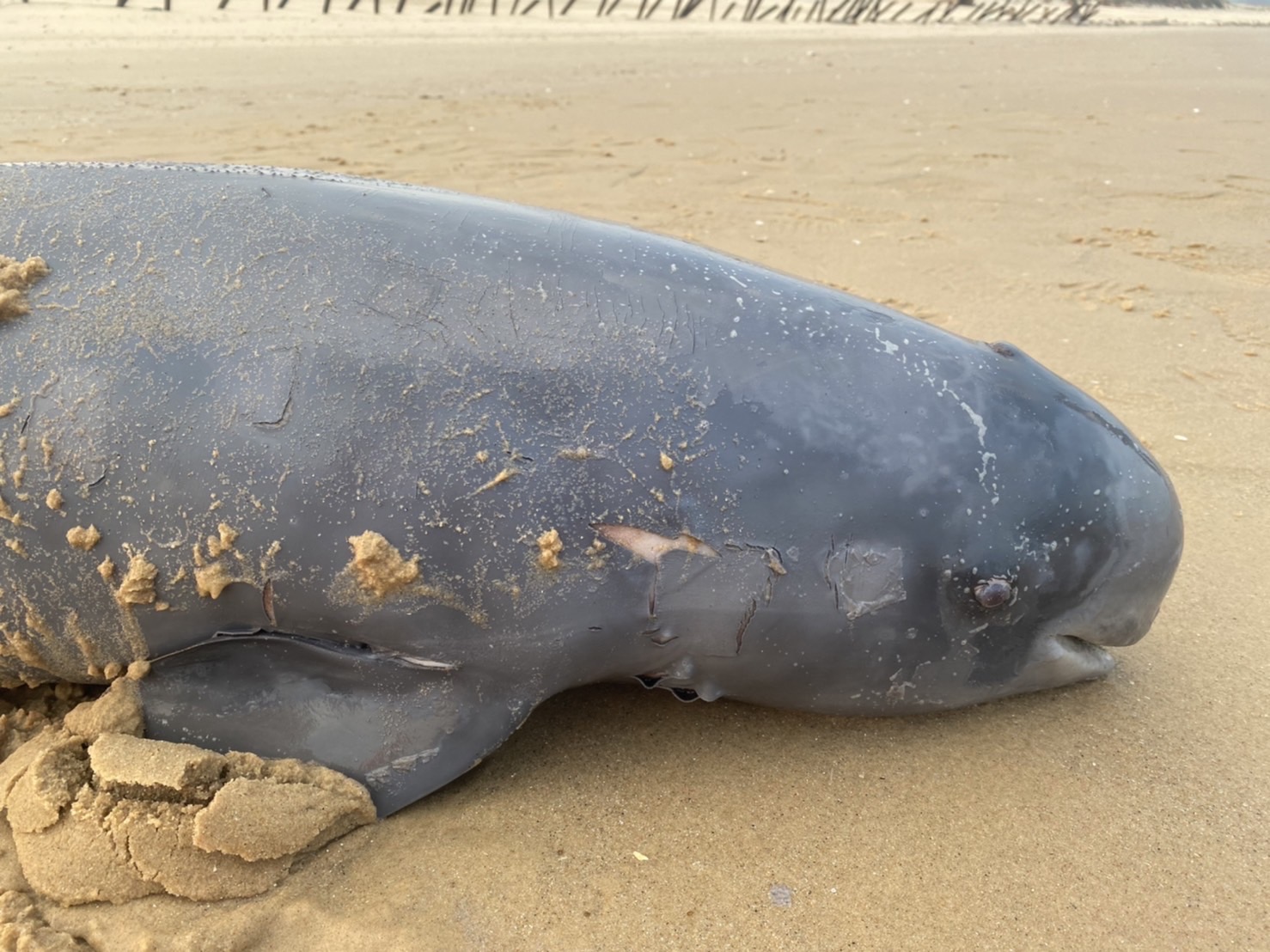 海洋悲歌再起 民眾金門海灘散步發現死亡鯨豚