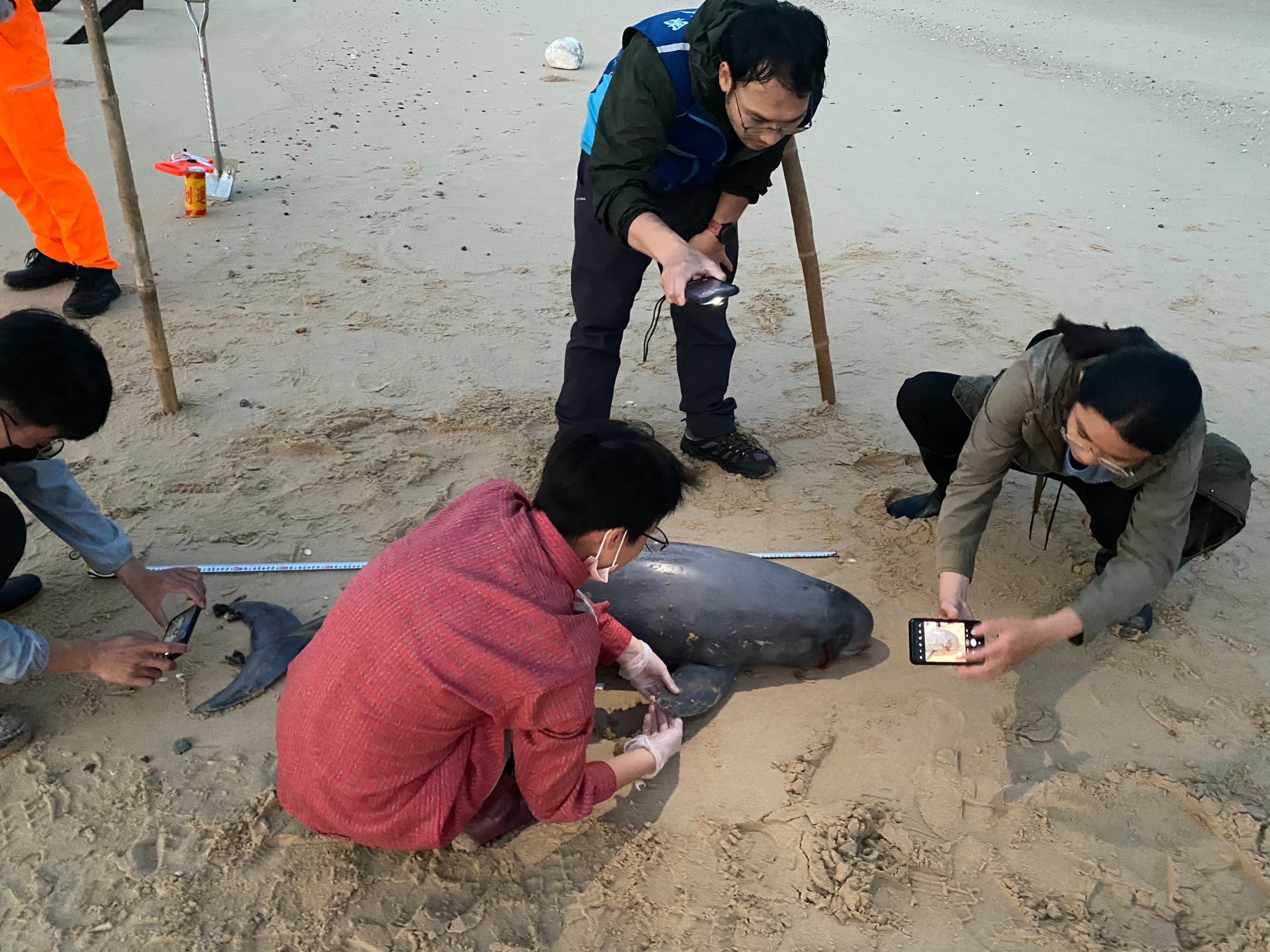 海洋悲歌再起 民眾金門海灘散步發現死亡鯨豚